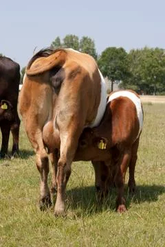 Young cow drinks Foto stock