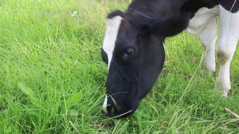 Young cow eating grass Stock Footage 113997802