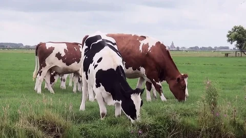 Young cow eats along the ditchs Stock Footage 82966846