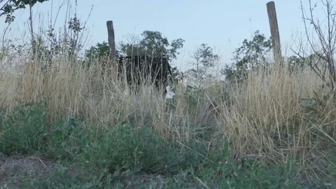 Young cow eats grass on summer meadow, view through grass from below Stock Footage 82818494