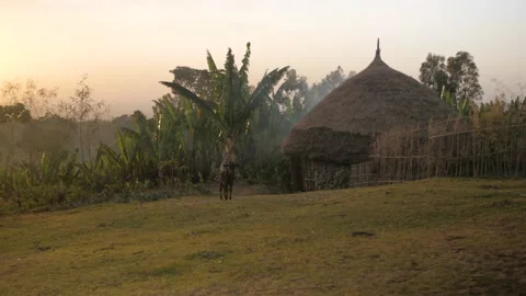 A young cow in a field at sunset with a typical house, in Ethiopia Stock Footage 199641171