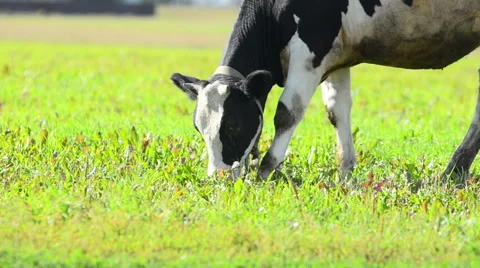 Young cow Stock Footage 54047568
