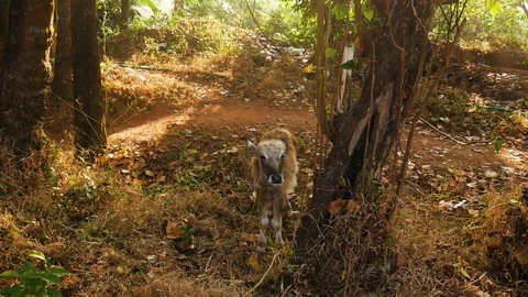 A young cow in the forest Stock Footage 73149294