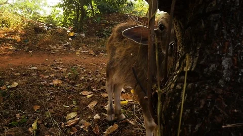 A young cow in the forest Stock Footage 73149511