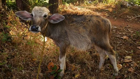A young cow in the forest Stock Footage 73149682