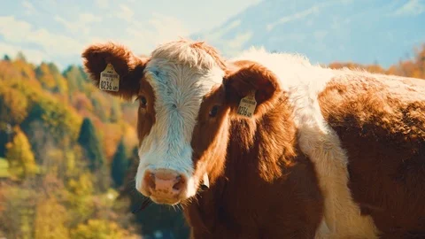 Young Cow Gazing Stock Footage 96591373