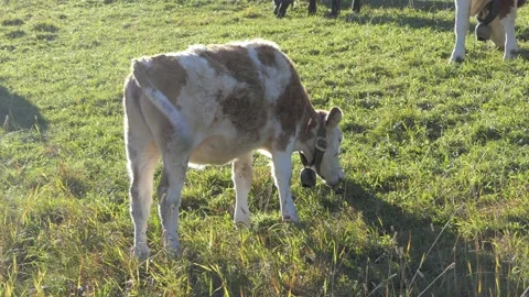 Young cow grazing Stock-Footage 165271049