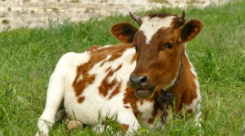 Young Cow Lying in a Pasture Stock Footage 62901192