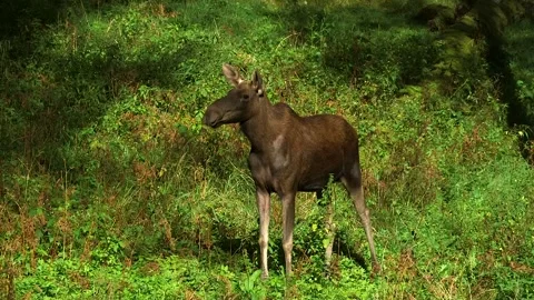 Young Cow Moose Walking in a Forest Meadow Stock Footage 268724948