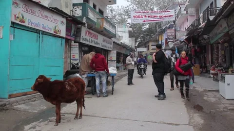 A Young Cow On An Old Street In Rishikesh, India Stock Footage 159159195