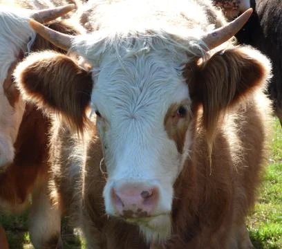 Young Cow Stock Photos
