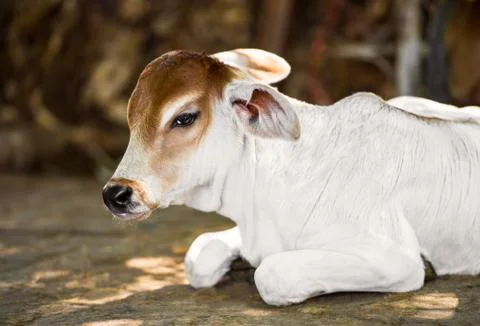 Young cow Stock Photos