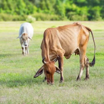 Young cow Stock Photos