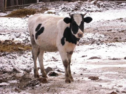 Young cow Stock Photos