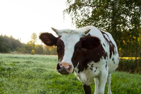 Young Cow Posing to the Camera Stock Photos
