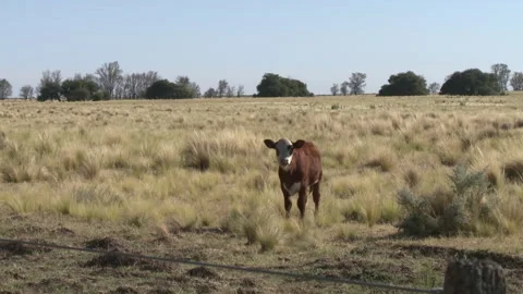 Young Cow Staring at the Camera in a Rural Field in La Pampa, Argentina Stock Footage 283396873