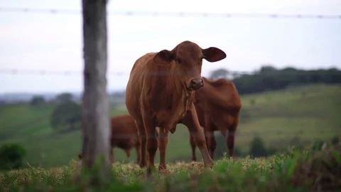 Young Cow Walking and Looking to The Camera Behind The Fence Queensland, Au.. Stock Footage 75655865