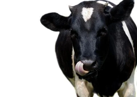 A young cow on a white background. Stock Photos