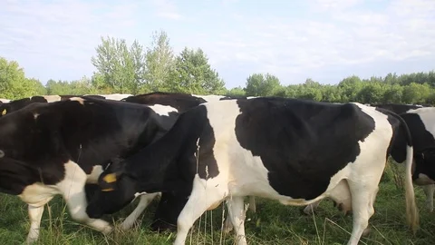 Young cows are going on the field Stock Footage 114000213