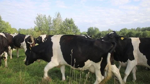 Young cows are walking on the field Stock Footage 114000537