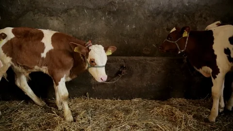 Young Cows in The Barn 스톡 동영상 99555404