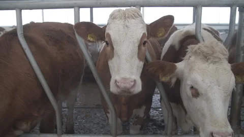 Young cows on the farm Vidéo 237751334