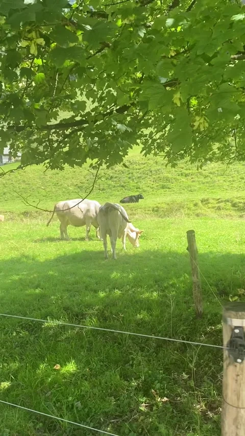 Young cows graze in the meadow 動画素材 315163539