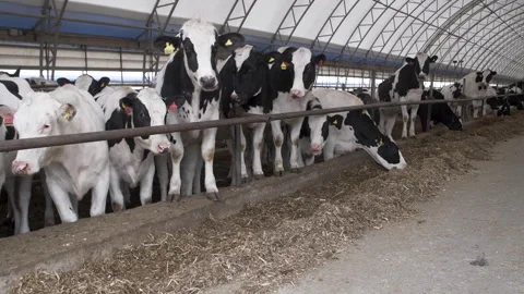 Young cows of Holstein Видео 244435813