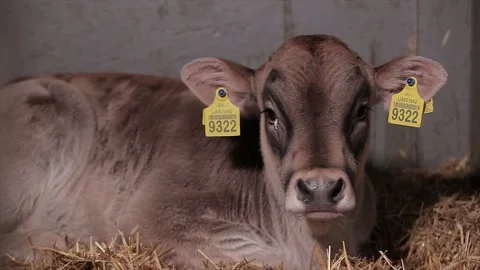 Young cows lie on the hay. Cows on the farm. beautiful cows Stock Footage 202642147