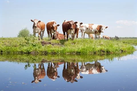 Young cows in a meadow Stock Photos
