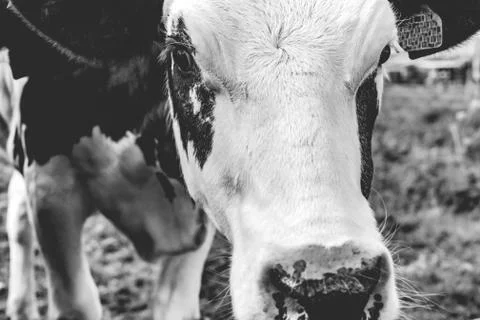 Young cows in the meadow Stock Photos