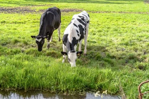 Young cows in the meadow Stock Photos