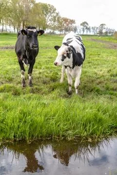 Young cows in the meadow Stock Photos