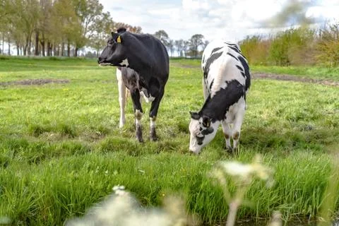 Young cows in the meadow Stock Photos