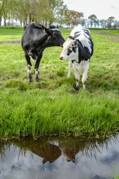 Young cows in the meadow Stock Photos