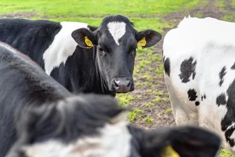 Young cows in the meadow Stock Photos