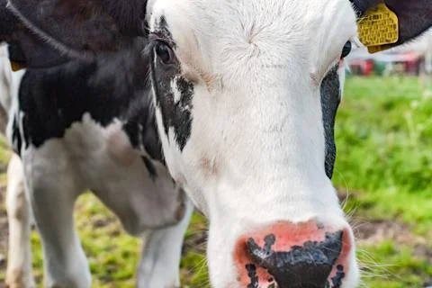 Young cows in the meadow Stock Photos