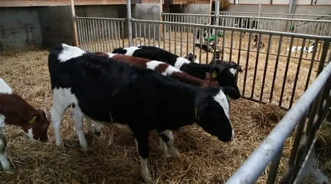 Young cows in stable, The Netherlands Stock Footage 46206933