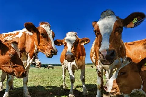 Young cows at summer field Foto stock