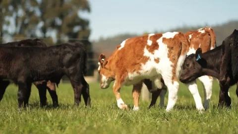 Young Cows, Wagging Tails, Green Grass and nice Nature, New Zealand Vídeos de archivo 83327320