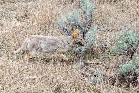 A young coyote blends in with the background of grass and sage brush, natural Stock Photos
