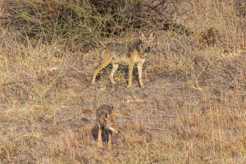 Young Coyote Eats Bird Stock Photos
