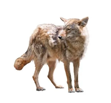 Young coyote on white background Stock Photos