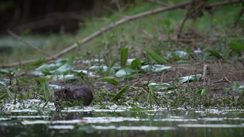 Young coypu eating roots in the river, 4K Stock Footage 319936735