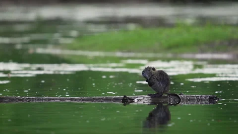 Young coypu on a floating branch joined by two others, 4K Stock Footage 319936798