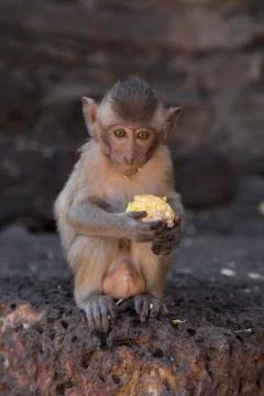 Young Crab Eating Macaque Stock Photos