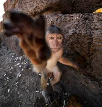 Young Crab Eating Macaque Stock Photos