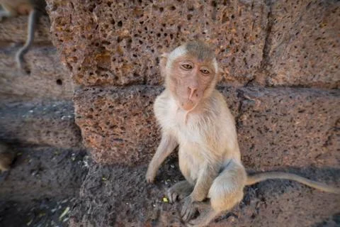 Young Crab Eating Macaque Stock Photos