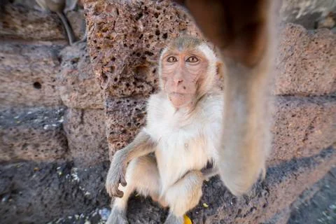 Young Crab Eating Macaque Stock Photos