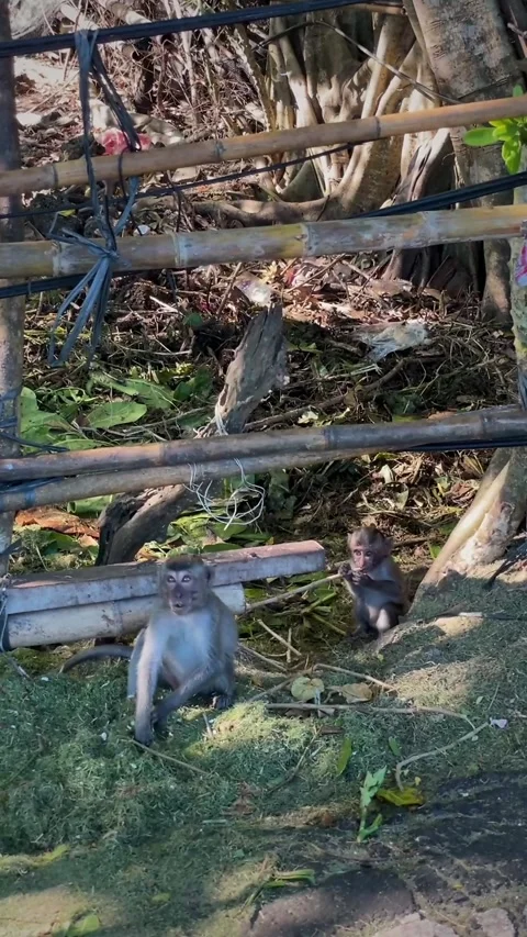 Young crab-eating macaques forage for food near the fence. Video stock 345296287